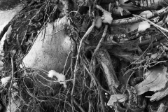 IMG_1467-copy