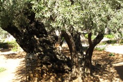 IMG_4060