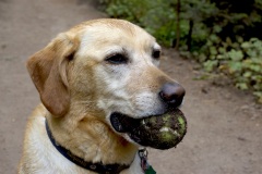 MurrayTennisStar