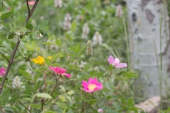 2019-07-15-8461