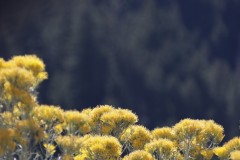 IMG_0538