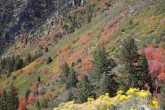 IMG_0542