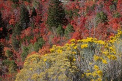 IMG_0545