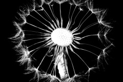 DANDELION_SEED_AND_OVARY_19
