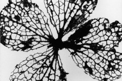 DECAYING_WEED_1961