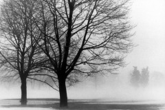 FOG_1961