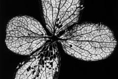 HYDRANGEA_FLOWERLET_1965