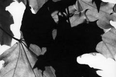 MAPLE_LEAVES_1964