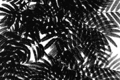 MIMOSA_LEAVES_1962
