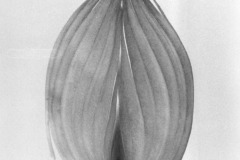 ONION_1963