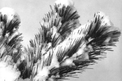 SNOW_ON_OUR_PINES_1958