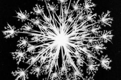 Roll-120-121-27