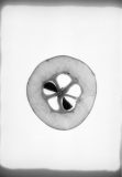 Roll-122-5